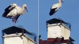 "Baharın müjdecisi" leylekler erken geldi