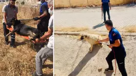 Bir büyükşehrimizde tek bir sokak köpeği dahi kalmadı