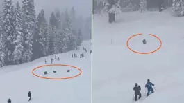 Pistte panik anları: Kayakçıların arasından üç ayı geçti