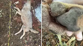 Fethiyede aracın çarptığı kurt bilim projesine ışık tutacak