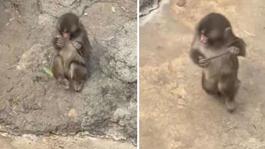 Maymun Punch peluş oyuncağını bıraktı, yerine bakın ne aldı