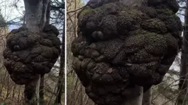 Ormanda avlanırken tesadüfen buldu! Altın değerinde