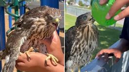 Koruma altındaki şahine içki içiren genç, cezadan kaçamadı