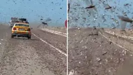 Kıyamet alameti gibi! Dev çekirge sürüsü otoyolu istila etti