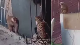 İstanbulda çatıdan çatıya atlayan maymun ortalığı birbirine kattı