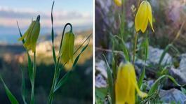 Kuşadasında "ağlayan gelinler" çiçek açmaya başladı