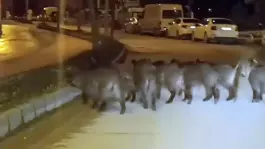 Hatayda yaban domuzu sürüsü yerleşim yerine indi