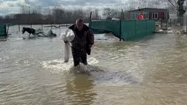 Meriç Nehri taştı, çuvalını kapan tarlada sazan topladı
