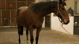 Ne otel de ne de şirket! Yanlış duymadınız, TMSF bu kez at satıyor