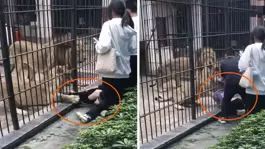 Çinde dehşet anları: Aslan 10 yaşındaki kızın bacağını yakaladı