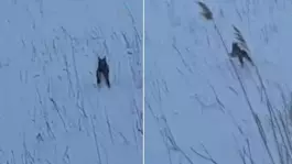 Görüntü Türkiyeden! Köylüler şaştı kaldı: Koskoca aslan yav