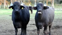 Türk çiftçilerin büyük başarısı: İki geni birleştirdiler, verimi görünce inanamadılar