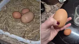 Tuhaf görünümlü yumurtayı kıran kadın, gördüğü karşısında şoke oldu