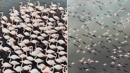 Kayseride eşsiz görüntü! Yılın ilk flamingo kafilesi geldi