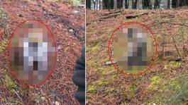 Afrika değil Denizli! Mantar aramak için çıktığı ormanda karşılaştığı hayvana bakın