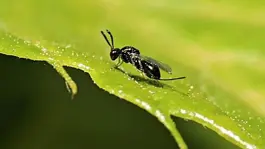 Sinopta 10 bin böceğe kamu görevi