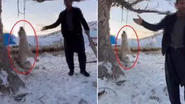 Çok yediğini iddia ettiği köpeğini ağaca asıp öldürdü