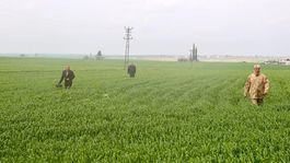 Mardinde kaybolan 80 yaşındaki kadının bulunması için arama çalışmaları sürüyor
