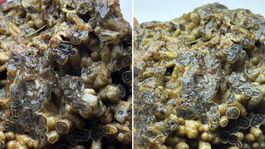 Türkiyede bulundu! Sahibi satışa çıkardı, işte istediği bedel