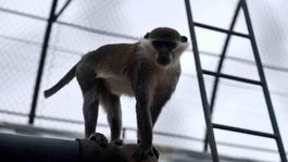 Firari maymun ikinci kez yakalanarak koruma altına alındı