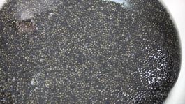 Çiple Karadenize salınacak! 2 bin dolardan satılıyor