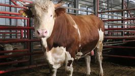 1,5 tonluk dev tosun Kurban için hazır! İşte istenen fiyat