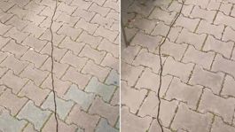 İstanbullular diken üstünde! Çam kese tırtılı böyle görüntülendi