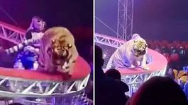 Sirkte dehşet anları: Kafesinden kaçan kaplan seyircilerin arasına daldı