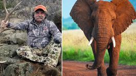 ABDli milyoner avcı fillerin altında can verdi