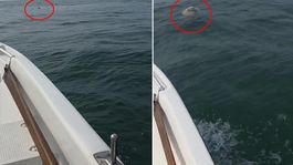 Balıkçı denizde boğulan koyunu görünce şaşkına döndü