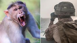 Hürmüz Boğazına doğru yol alan ABD Donanmasındaki askere maymun saldırdı