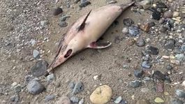 Trabzonda esrarengiz yunus ölümleri! 1 ayda 3 balık