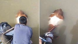 Nehirde ilginç anlar! Bu sefer balık değil bakın ne tuttular