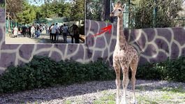 Türkiyede doğan ilk zürafa! Ziyaretçilerin karşısına çıktı, ismi anketle belirlenecek