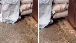 Kuruyemişlerin üzerinde fareler cirit attı