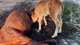 Tay, ölen annesinin başından ayrılmadı