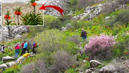 Afşinde ters laleler açtı! Koparana 700 bin TL ceza