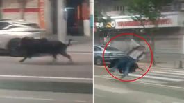 Batmanda kent merkezine inen yaban domuzu 3 kişiyi yaraladı