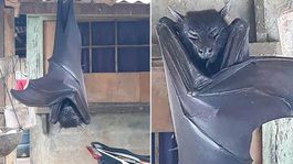 Görenleri dehşete düşüren yarasa! Uzmanların açıklaması şaşkınlık yarattı