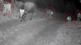 Görüntü Türkiyeden! Gecenin karanlığında dehşete düşüren anlar