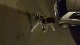 Bursada sokak ortasında yumruk yumruğa kavga kamerada