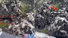 Diyarbakırda bir garip olay! Korkup taşa tuttukları şey bakın ne çıktı