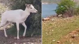 Elazığda beyaz ala geyik bu kez koyun sürüsünde görüldü