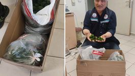 Kapıkulede şaşkına çeviren operasyon: Yolcu otobüsünde 2 bin adet canlı yeşil alg ele geçirildi