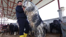 Kurban mesaisinde rekor heyecanı: 140 kilogramlık dev keçi