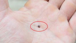 Kene popülasyonu arttı, uzmanlar tedbir çağrısı yaptı
