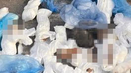 33 kedinin ölü bulunduğu olayda gözaltına alınan veteriner tutuklandı