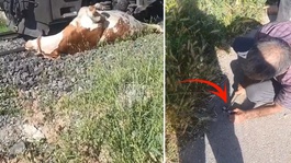 İneğin sahibi bağırarak yardım istedi, eline bıçağı alan olay yerine koştu