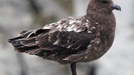 Avustralya ana karasında ilk H5N1 kuş gribi vakası görüldü