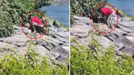 Avcılar sahilinde köpeğe şiddet uygulayan şahıs gözaltına alındı
